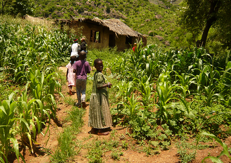 MALAWI SUPPORT ACTIVITY